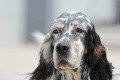 Setter Anglais EVEREST DEI LADERCHI Setter Anglais EVEREST DEI LADERCHI
